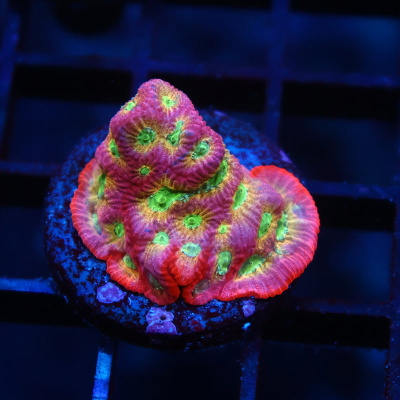 JF Dayglo Favia