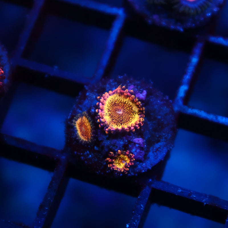 Sparkly Golds