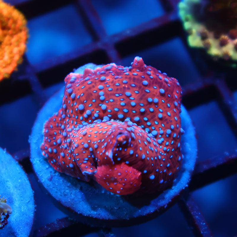 TCK Superman Mushroom