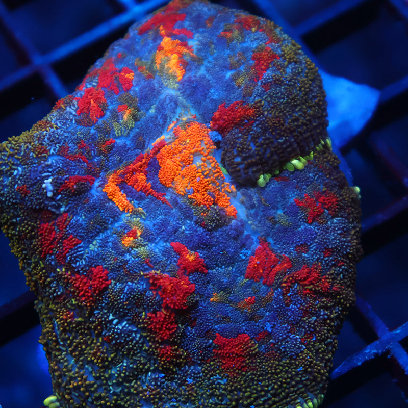 Juicy TCK Rainbow Rhodactis