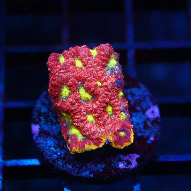 WWC Blood Diamond Favia