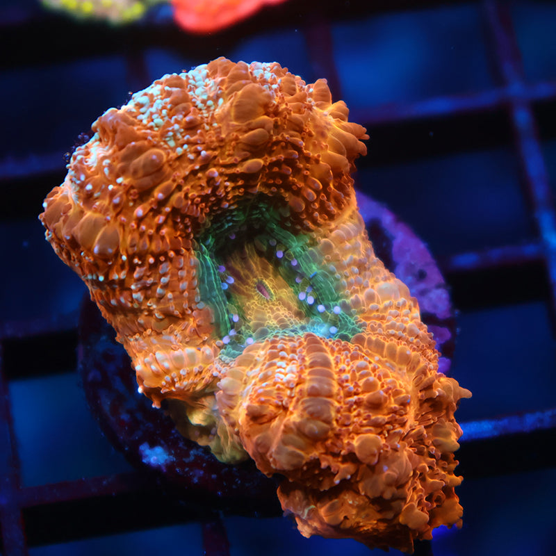 Huge Polyp TCK Orange Creamsicle Bowerbanki