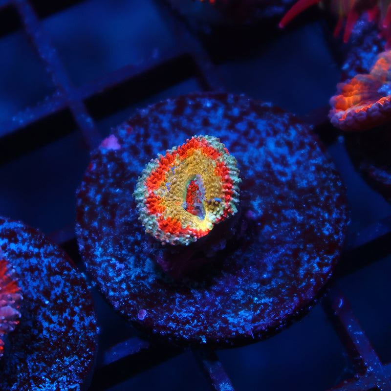 Tiny OG CC Rising Sun Acan