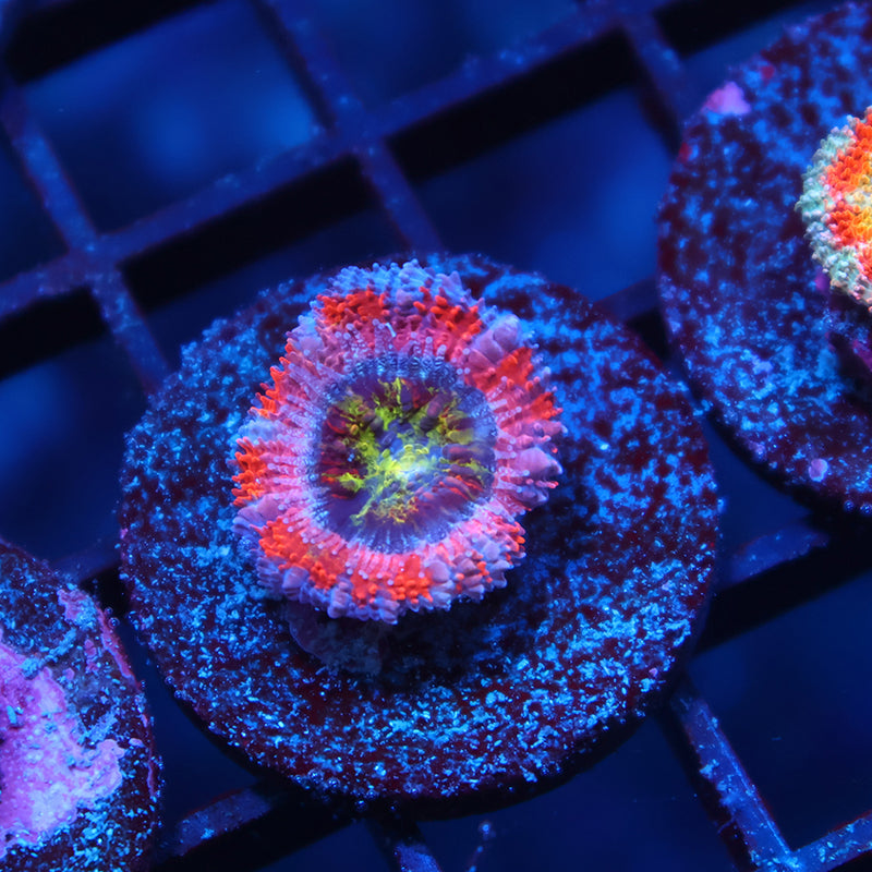 Neptune's Crown Acan