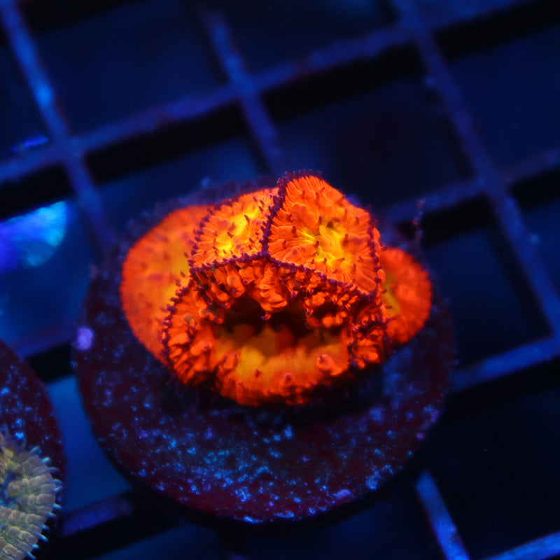 WWC Rainbow Blasto