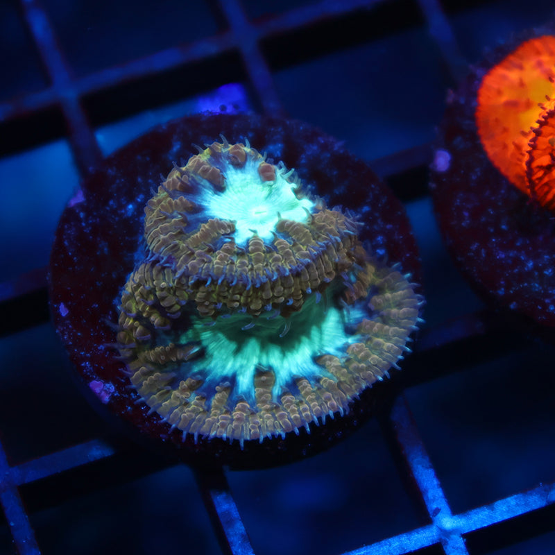 TCK Frozen Green Blastos