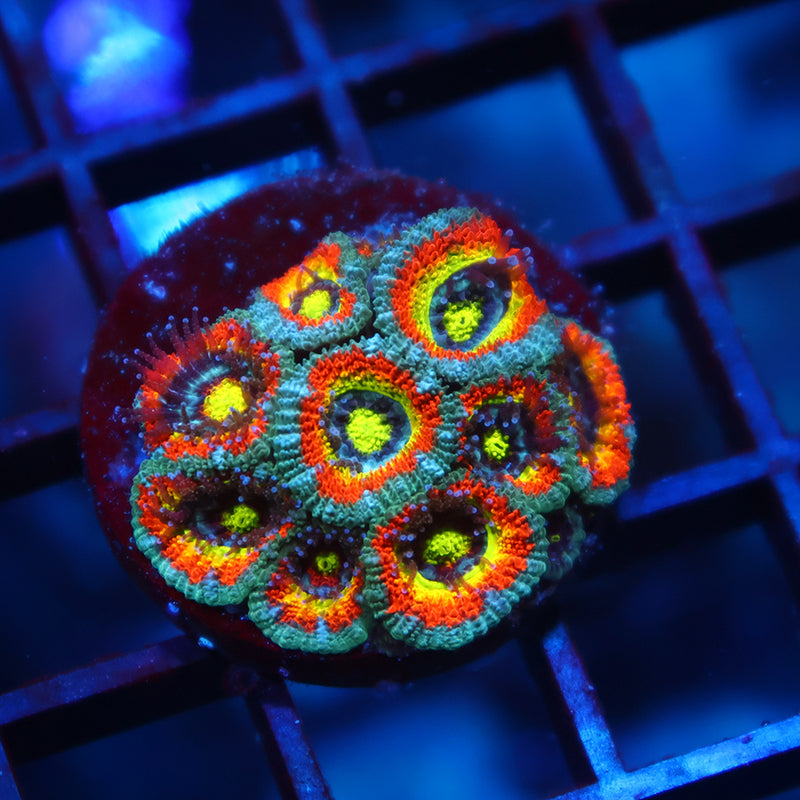 TCK HG Micromussa