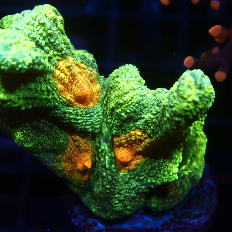 Space Invader Pectinia