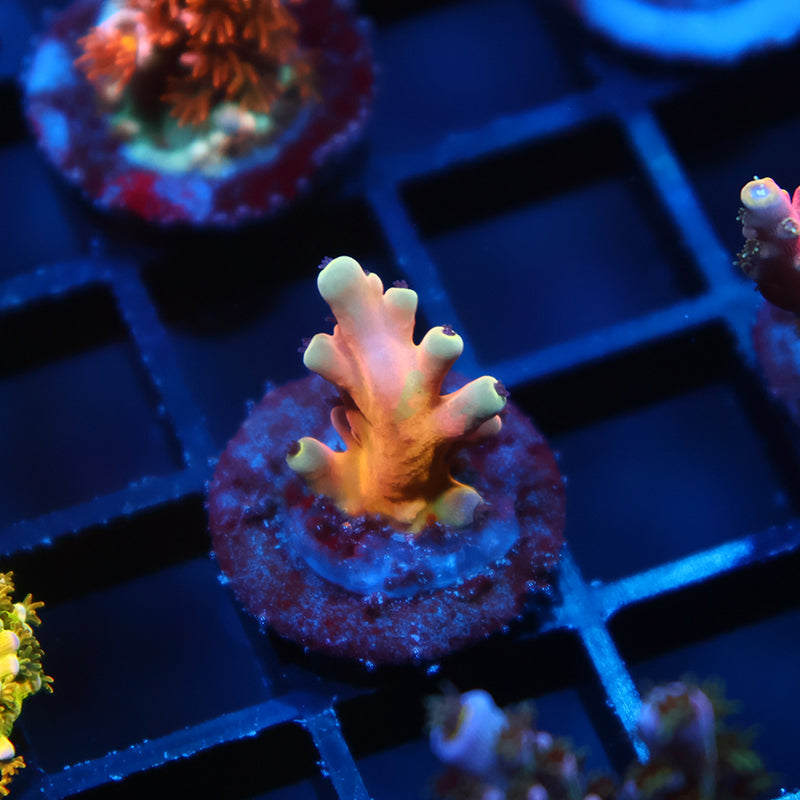 TCK Atomic Echinata