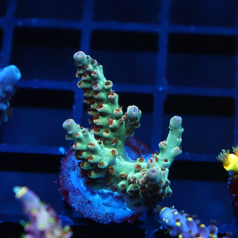 TCK Pink Polyp Shortcake