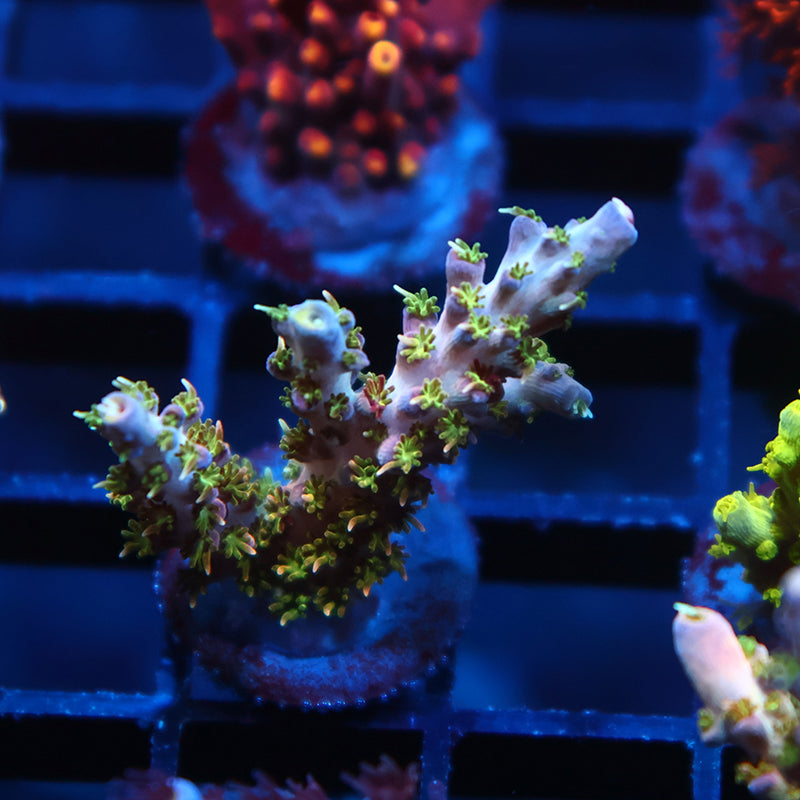 TCK Grafted Kaleidoscope