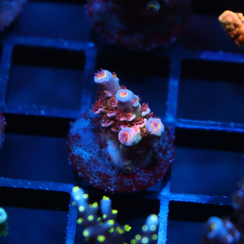 Tiny TGC Acrolandia