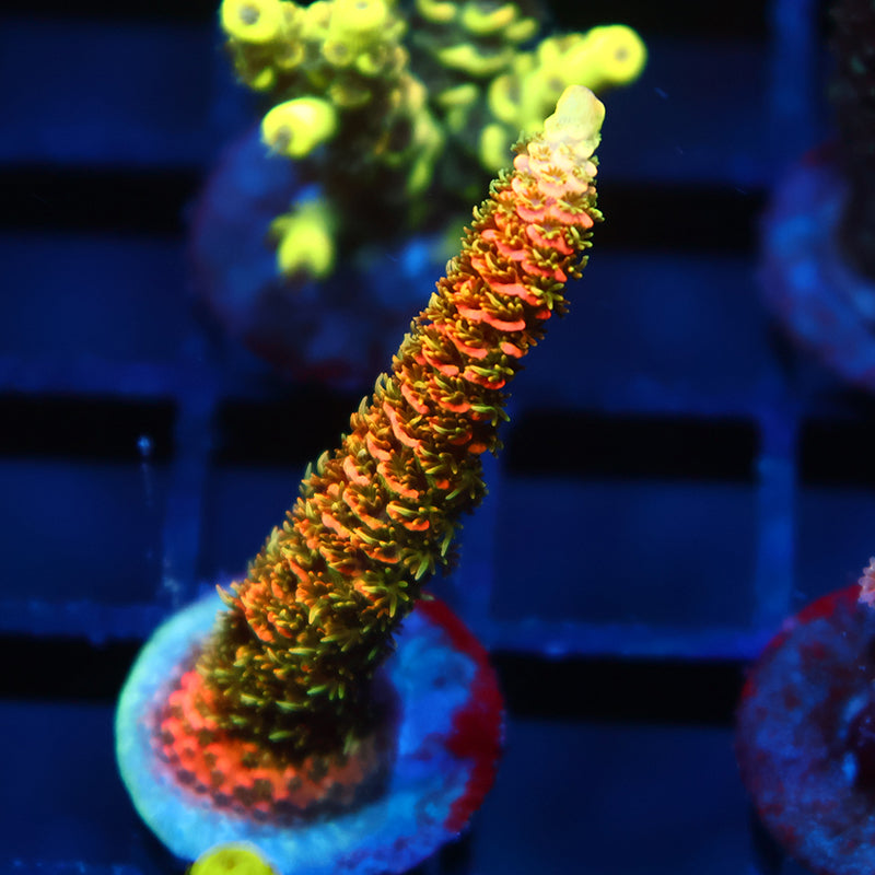 JF Solar Flare