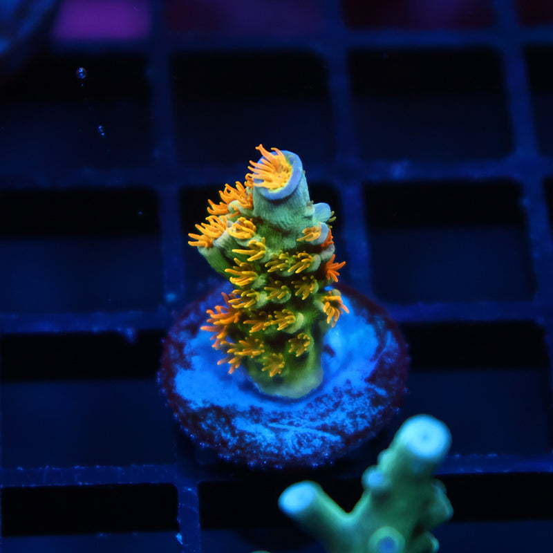 RRC Orange Passion