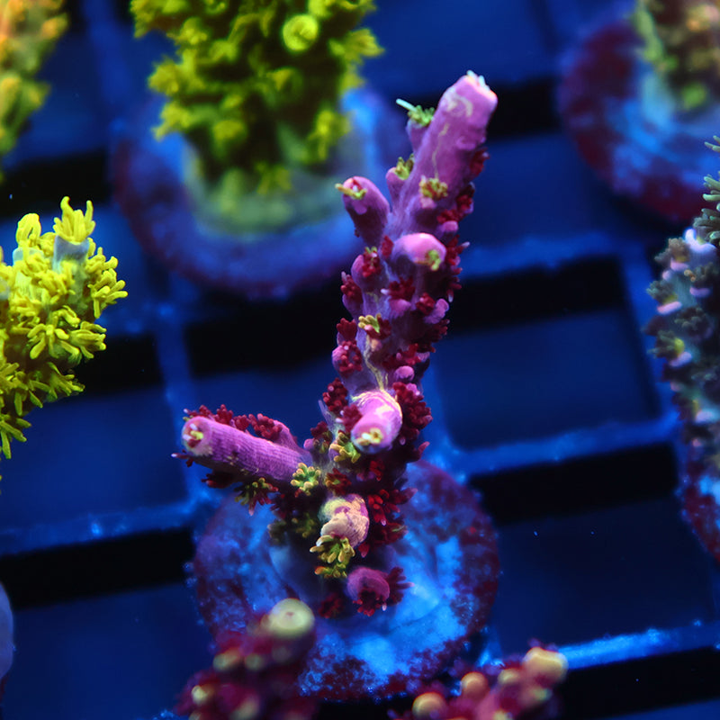 TCK Grafted Kaleidoscope