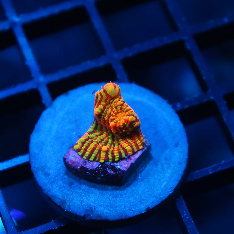 TCK Inferno Convict Chalice