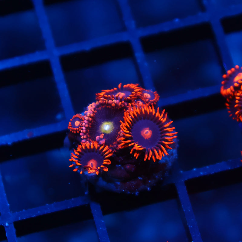 Antimatter/My Clementine Combo