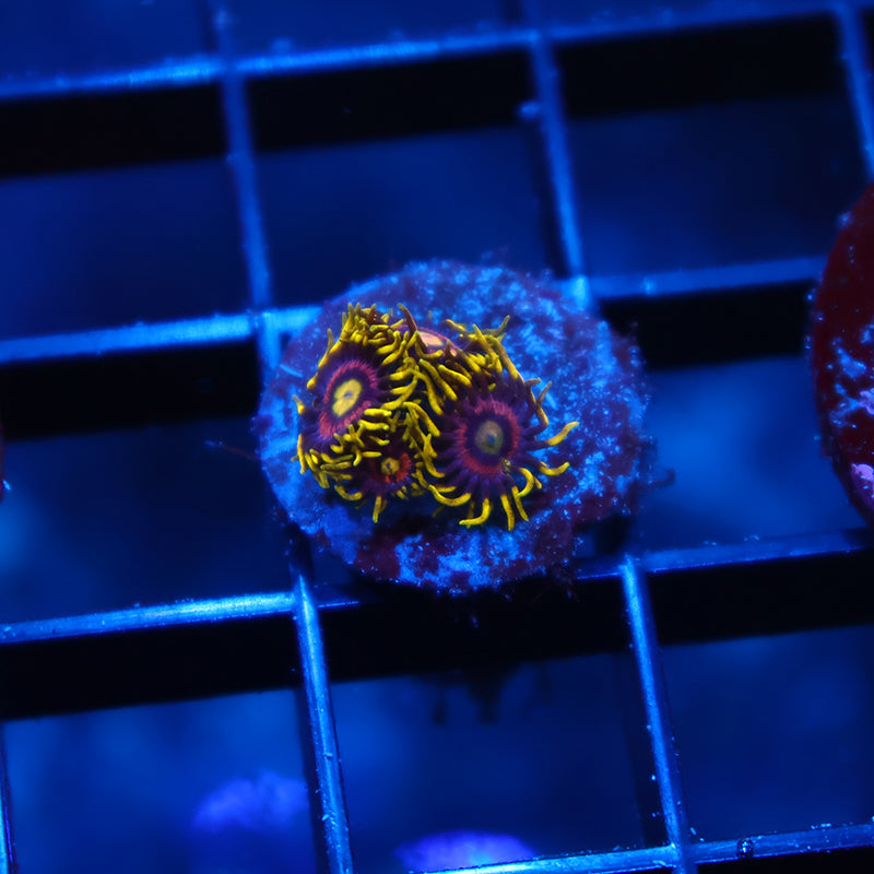 Laser Lemons