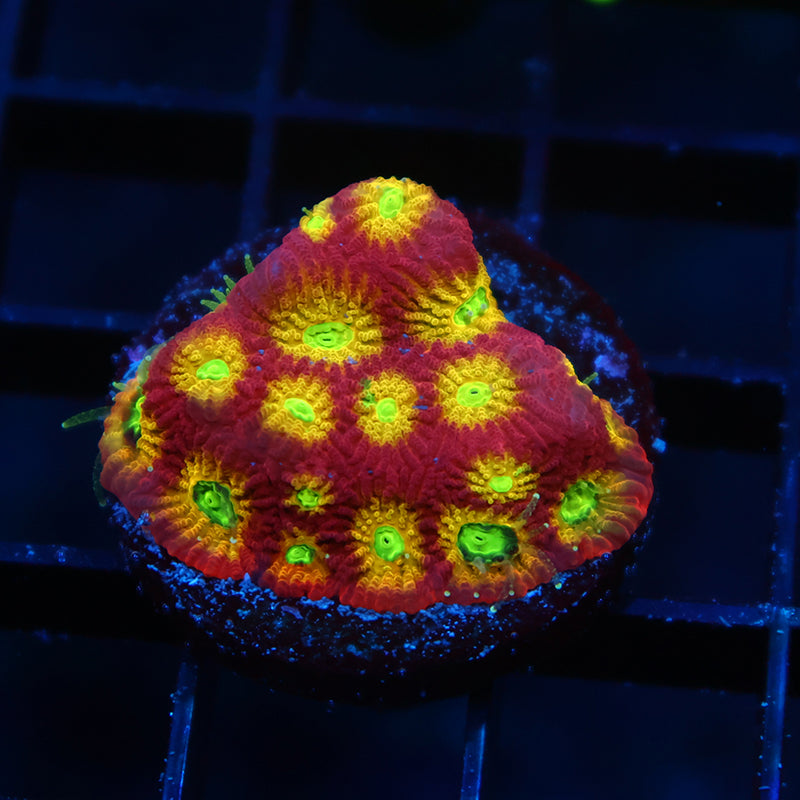 TCK Fire Favites