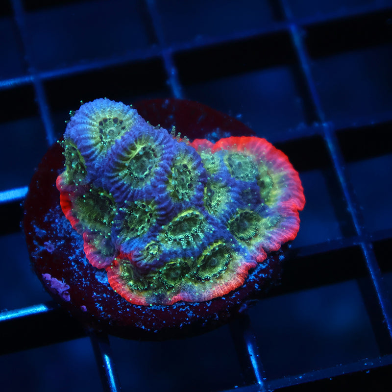 JF Dayglo Favia