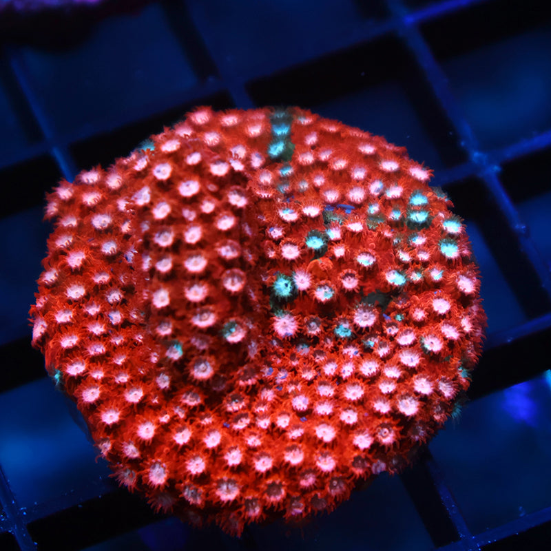 JF Fender Bender Cyphastrea