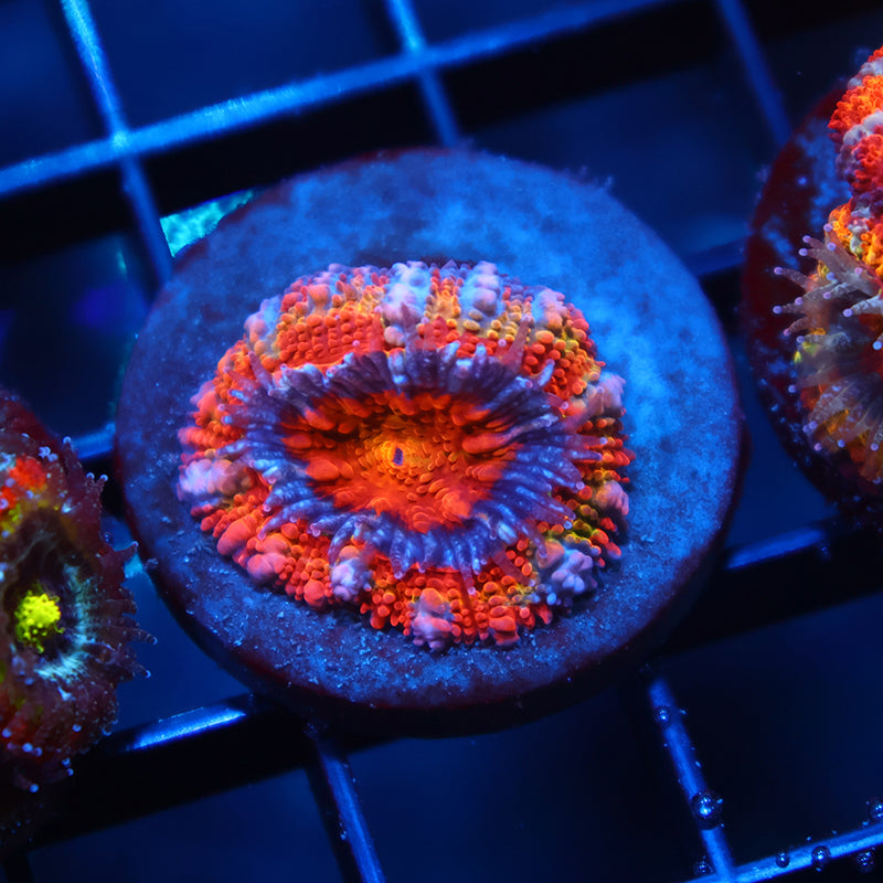 TCK Rainbow Rim Acan
