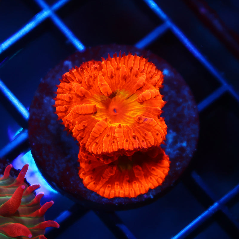 WWC Rainbow Blasto