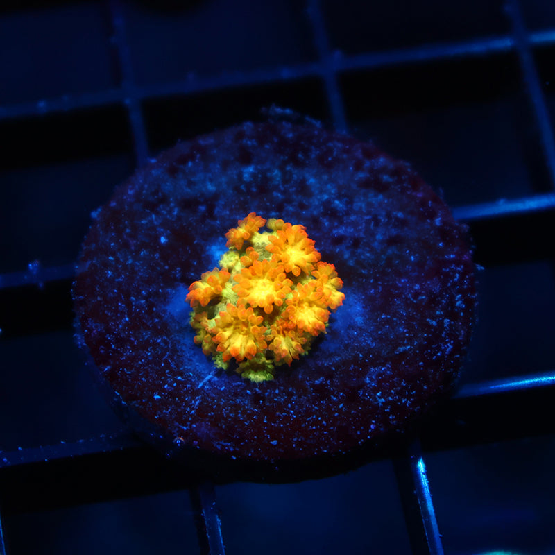 Tiny TCK Combustion Bernardpora Goni