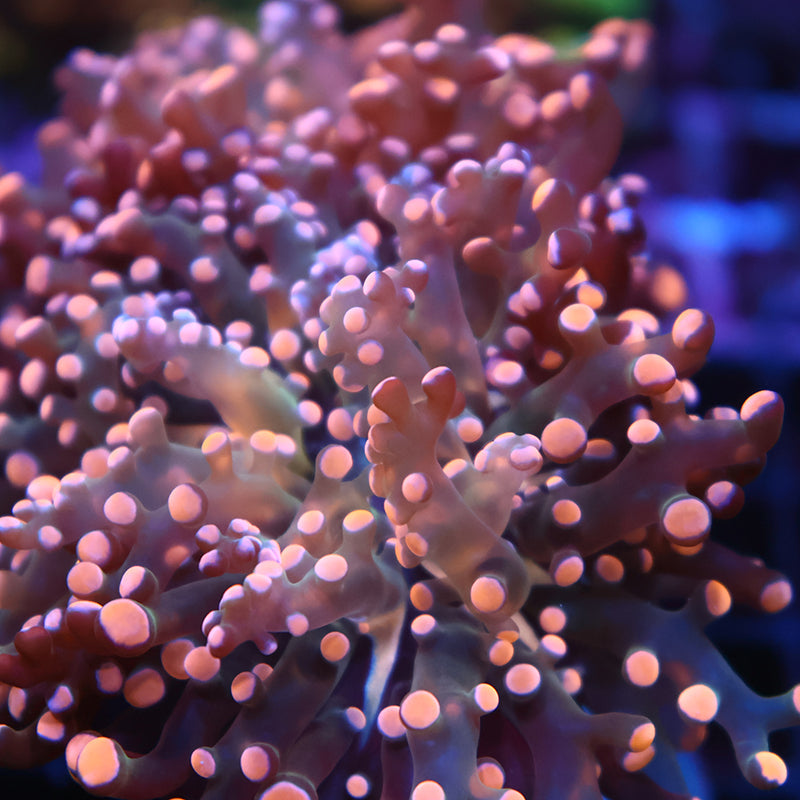 TCK Branching Peach Frogspawn