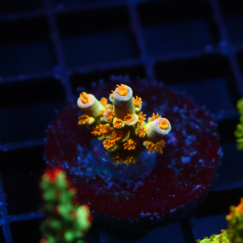 RRC Orange Passion