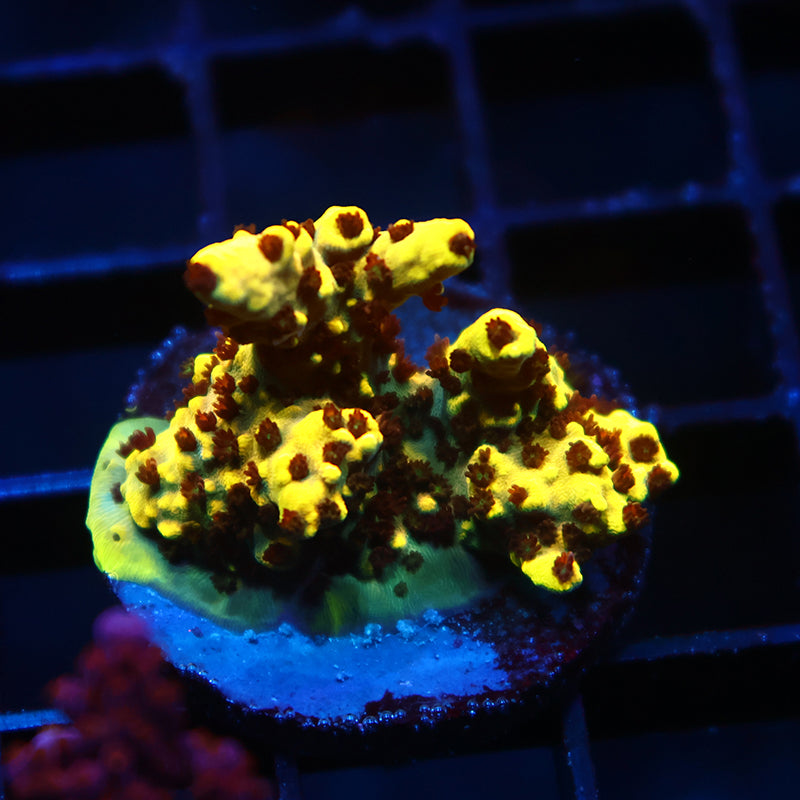 TCK Pikachu Chunk