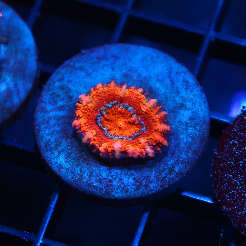 Red Acan