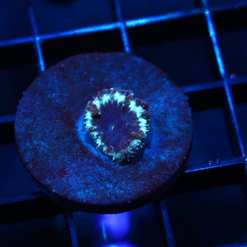 Tiny TCK Frozen Purple Blasto