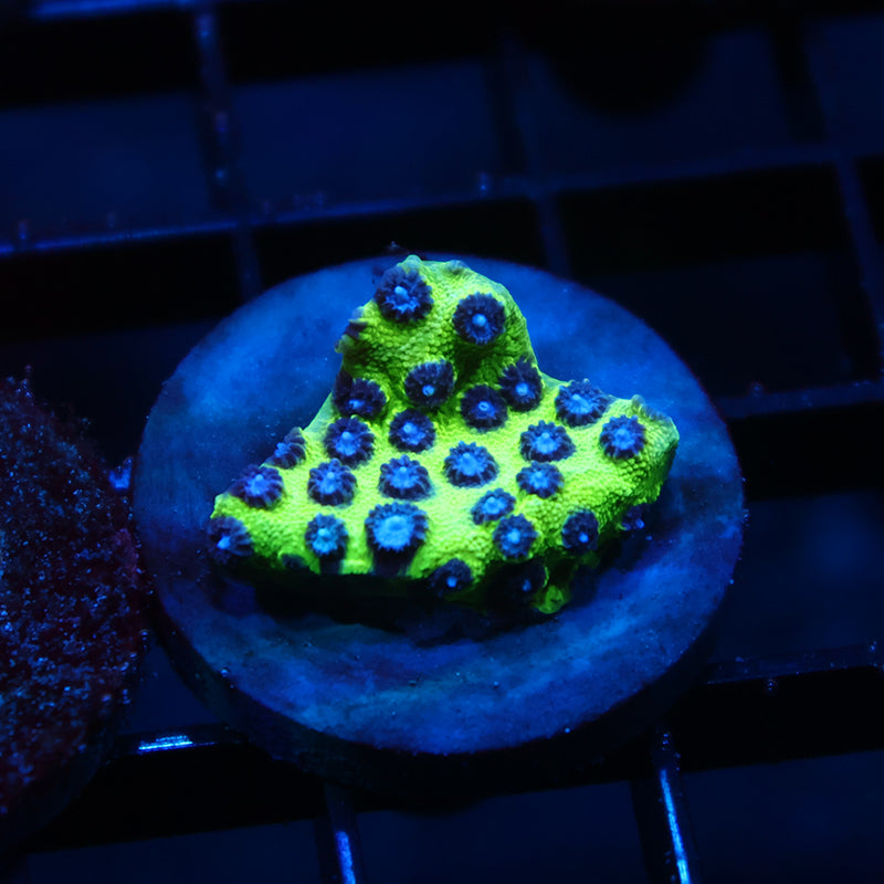 JF Purple People Eater Cyphastrea