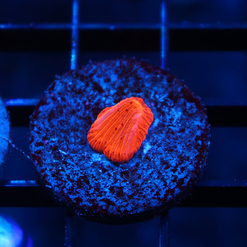 Tiny TCK Fire Diaseris