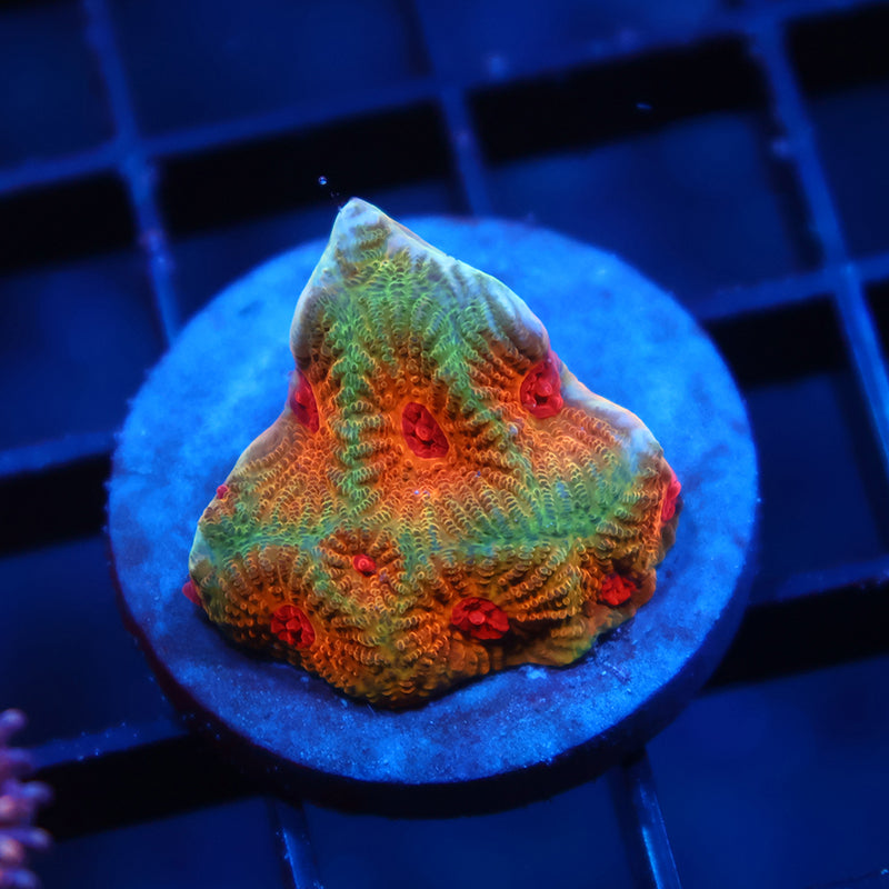 TCK Fascination Favia