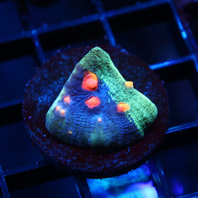 TCK Grafted Candy Eye Chalice