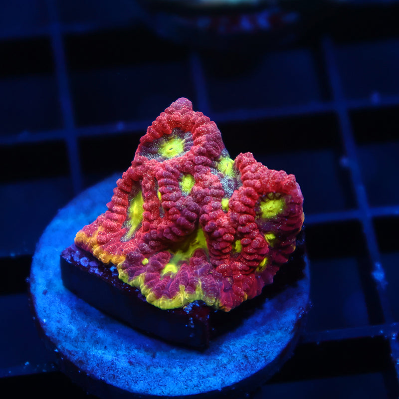 WWC Blood Diamond Favia