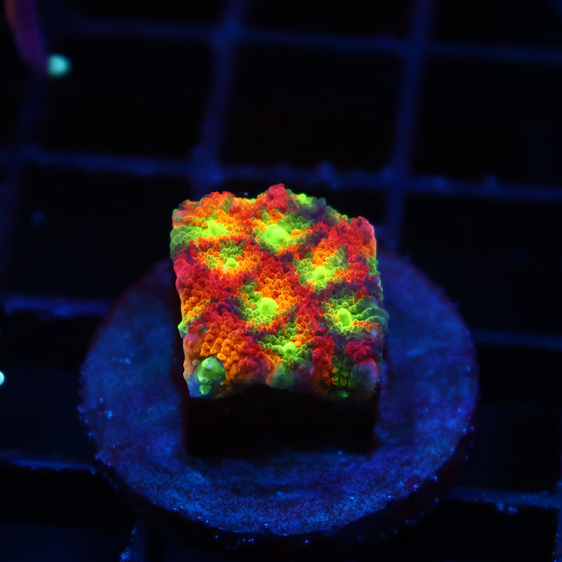 Crazy SR Mighty Max Favia