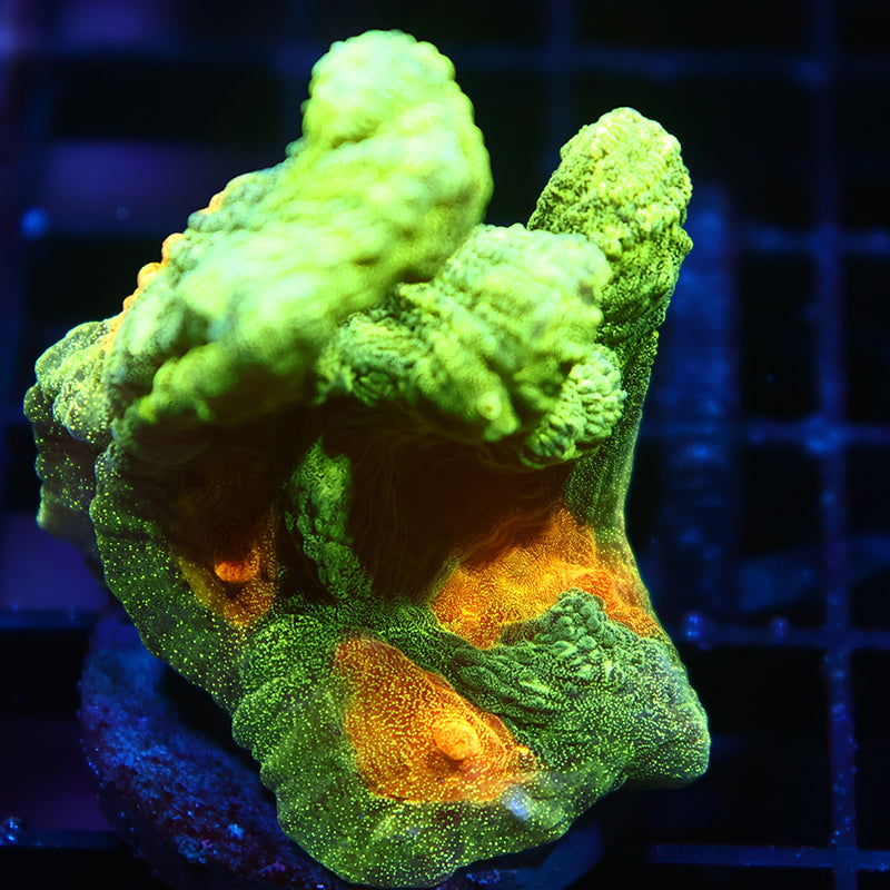 Space Invader Pectinia