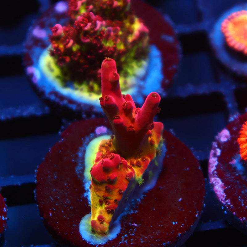 TCK Fire Blossom