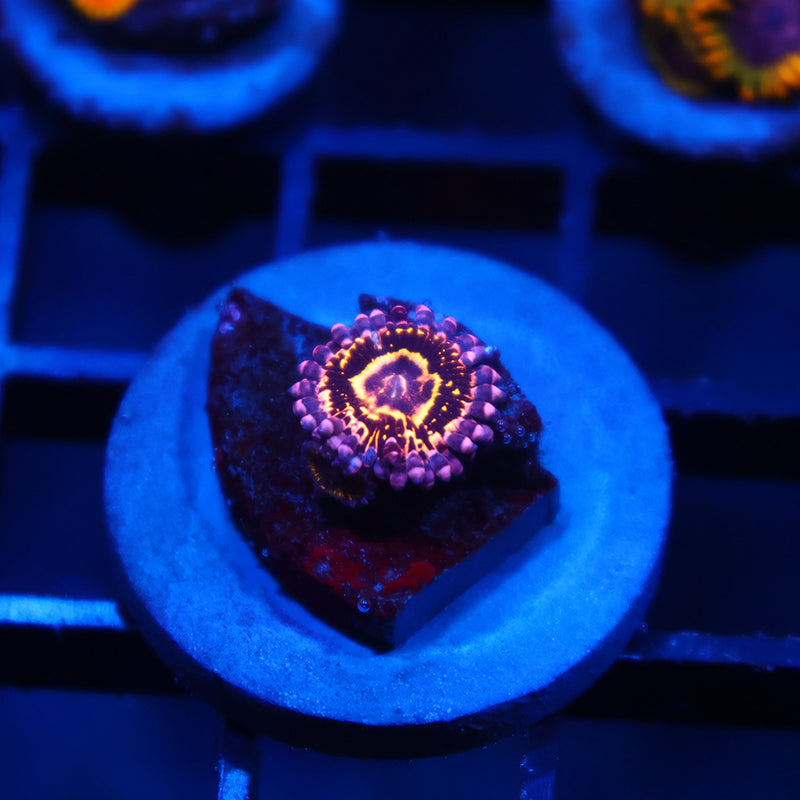 TCK Stratosphere