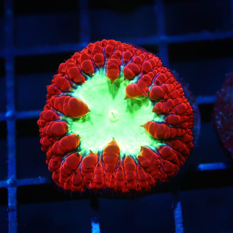 TCK Big Polyp Sour Apple Blasto