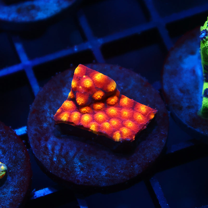 ARC Monet's Madness Cyphastrea