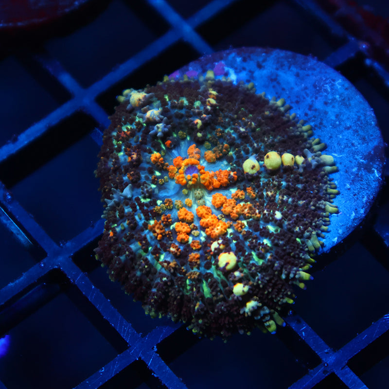 TCK Powerball Bounce Mushroom