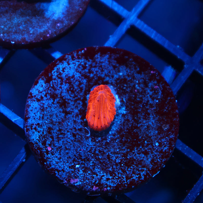 Tiny TCK Fire Diaseris