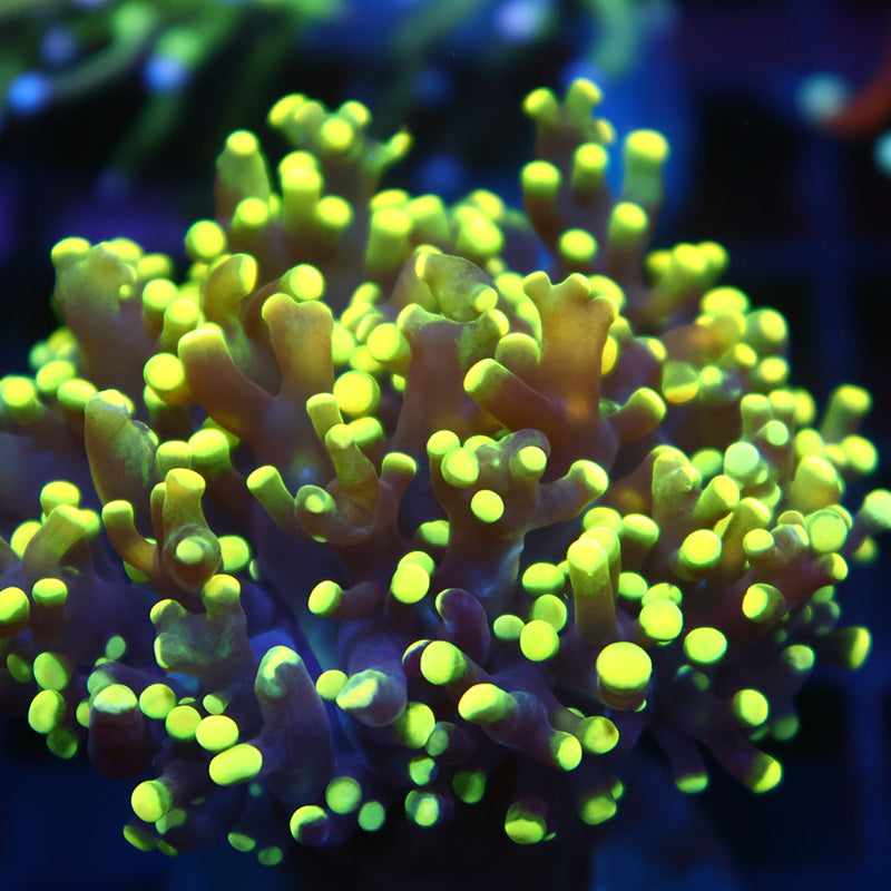 TCK Branching Yellow Octospawn