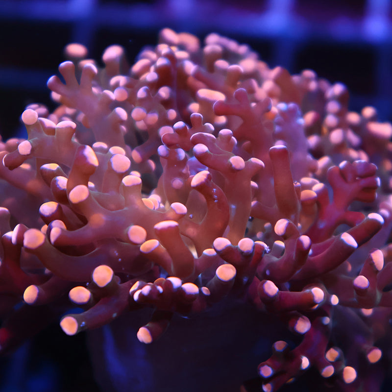 TCK Branching Peach Frogspawn