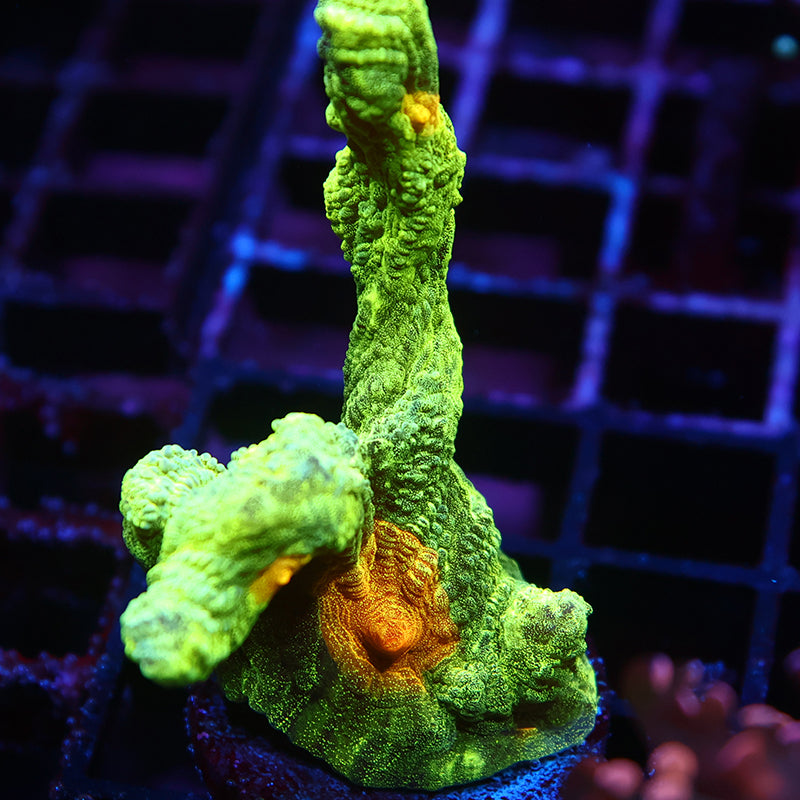 Space Invader Pectinia
