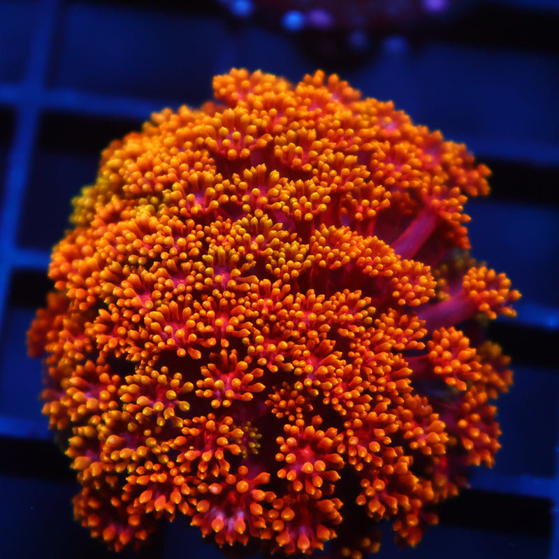 TCK Rainbow Crunch Goni Bernardpora